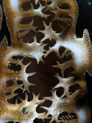 I personally like the detail of this giant clam by Mona Dienhart 